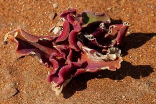 Afrique australe -Namib, ficoïde glaciale (Mesembryanthemum crystallinum)