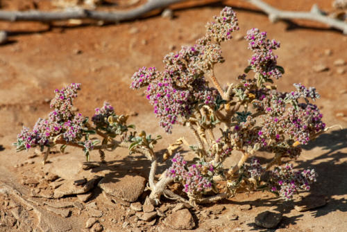Afrique australe -Namib, fleurs du désert