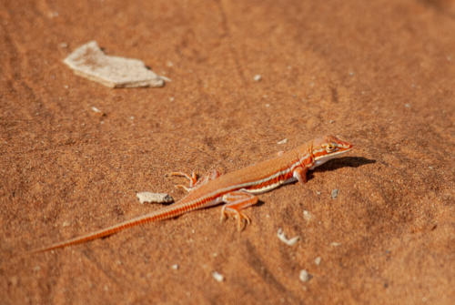 Afrique australe -Namib, lézard des sables (Meroles cuneirostris)