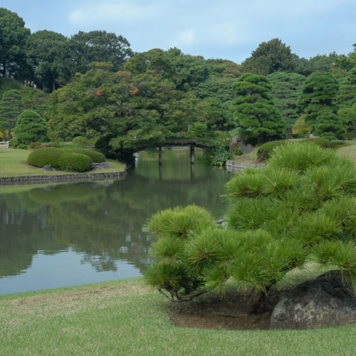 Japon,Tokyo - Quartier Arajuku, jardin du temple Meiji-junku