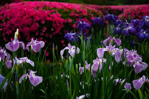 Japon,Tokyo - Centre de Tokyo, jardins du palais impérial