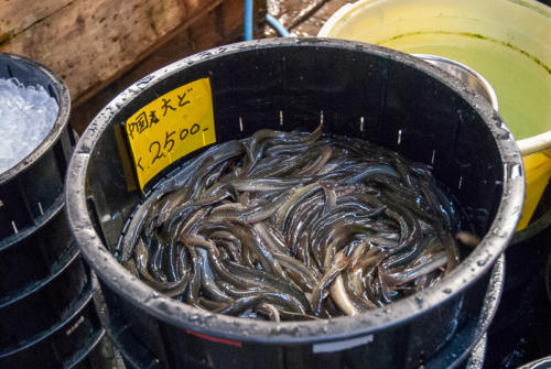 Japon,Tokyo - Centre de Tokyo, marché au poisson de Tsukiji