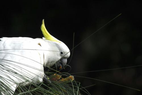 Australie - Sydney - Perroquet blanc