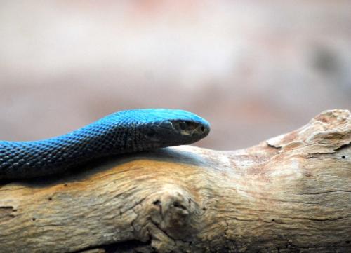 Serpent corail bleu très venimeux - Zoo de Sydney
