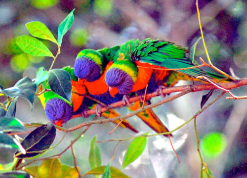 Perruches arc-en-ciel - Zoo de Sydney