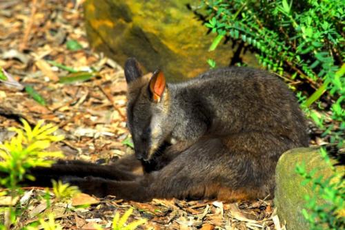 Rock Wallaby - Zoo de Sydney