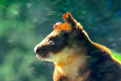 Kangourou arboricole - Zoo de Sydney