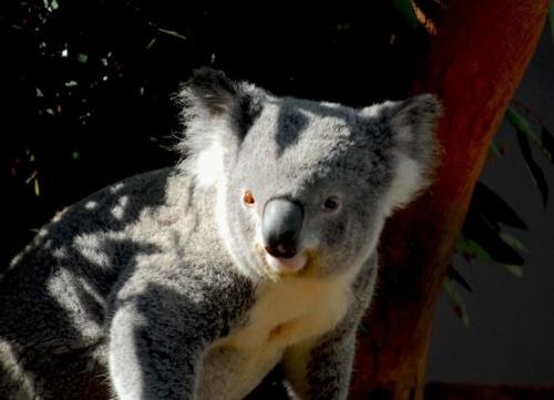 Koala - Zoo de Sydney