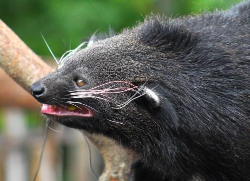 Diable de Tasmanie - Zoo de Sydney