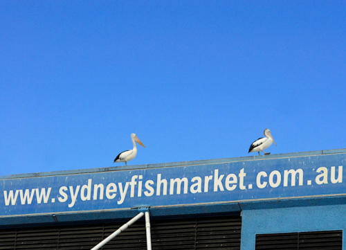 Australie - Sydney- le marché aux poissons