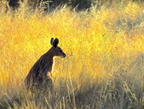 Australie - Centre rouge - Monts Olga - Rock wallaby