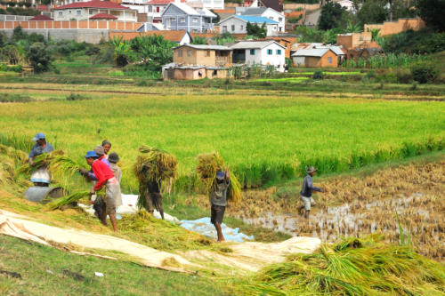 Madagascar - récolte du riz dans les hautes terres