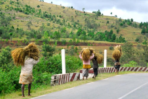  Madagascar - travaux des champs dans les hautes terres