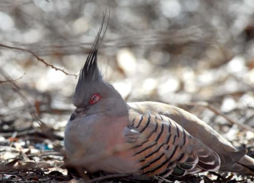 Australie - Centre rouge - Crested Pigeon 