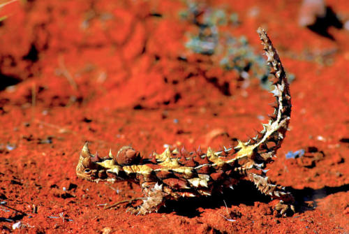Australie - Centre rouge - Moloch Horridus ou diable cornu, lézard endémique des zones arides d'Australie