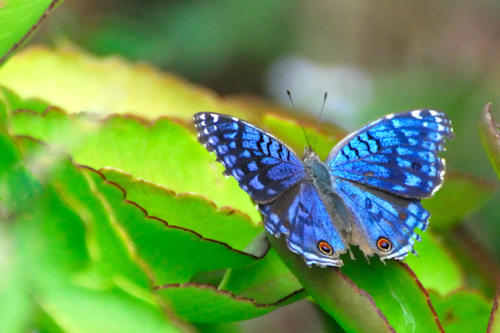 Madagascar - Papillon bleu