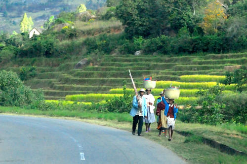 Madagascar - travaux des champs