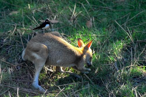 Australie - Kakadu - Kangourou