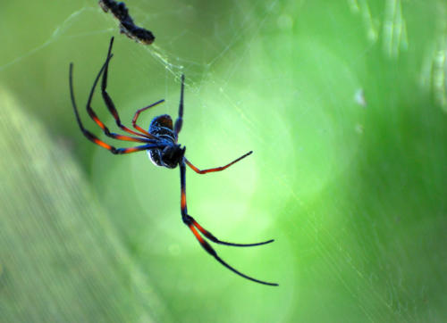 Madagascar - parc national de Ronamafana, araignée