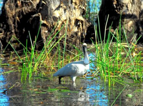 Australie - Kakadu - Spatule