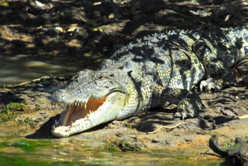 Australie - Kakadu - crocodile de mer