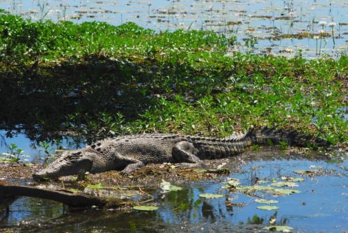 Australie - Kakadu