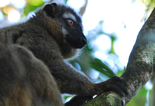 Madagascar - Parc national de Ronamafana, hapalémur griseus
