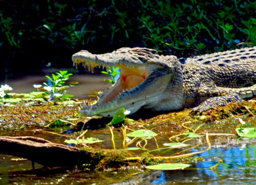 Australie - Kakadu - crocodile de mer