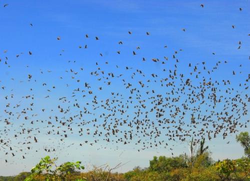 Australie - Kakadu - vol d'oiseaux (canards?)