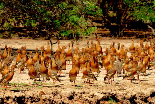 Australie - Kakadu -Dendrocygnes d'Eyton (Plumed Whistling Ducks)