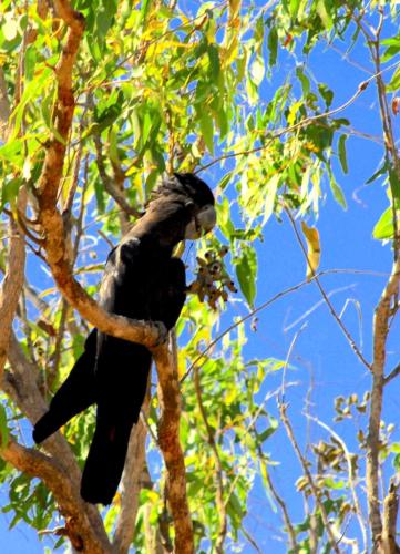 Australie - Kakadu - Cacatoes noir (black Cockatoo)