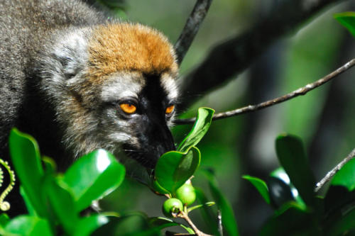 Madagascar - parc national de Ronamafana, toile d'araignée