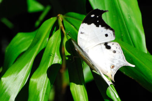 Madagascar - Parc national de Ronamafana, papillon clouded mother-of-pearl