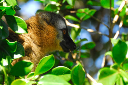 Madagascar - Parc national de Ronamafana, hapalémur doré