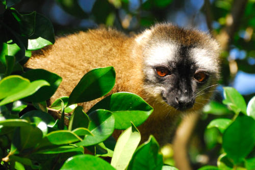 Madagascar - Parc national de Ronamafana, hapalémur doré