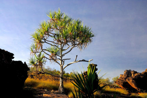 Australie - Kakadu - Terre aborigène