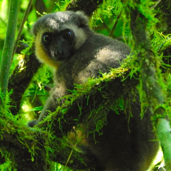 Madagascar - Parc national de Ronamafana, hapalémur griseus