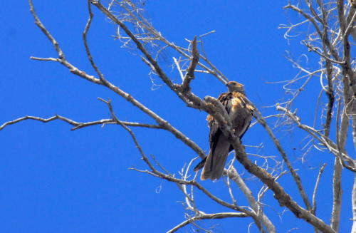 Australie - Kakadu -oiseau de proie