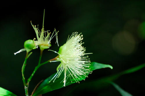 Madagascar - parc national de Ronamafana, fleur  de la forêt