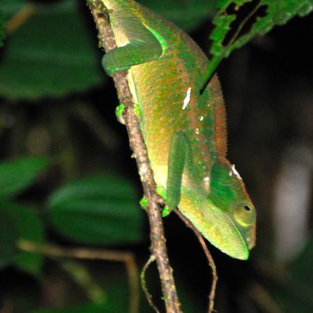 Madagascar - parc national de Ronamafana de nuit, petit caméléon