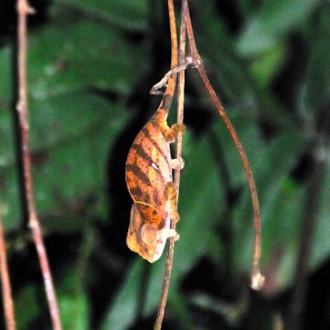 Madagascar - parc national  de Ronamafana de nuit, micro caméléon