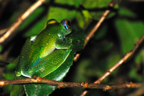 Madagascar - Parc national de Ronamafana de nuit, grenouille verte
