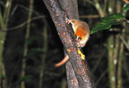 Madagascar - Parc national de Ronamafana de nuit, microcèbe roux