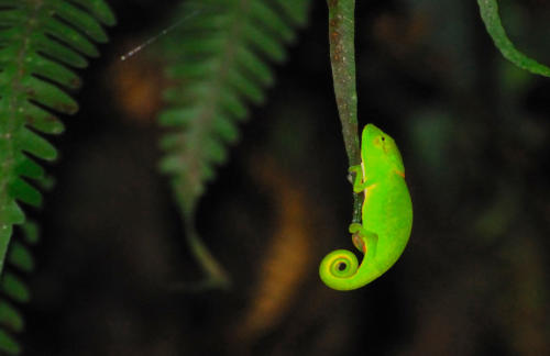 Madagascar - parc national de Ronamafana de nuit, petit caméléon
