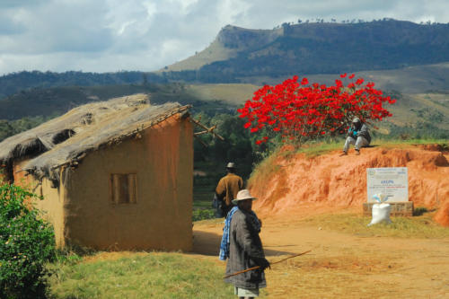 Madagascar - Pays Betsileo, poinsiettia, plante nationale