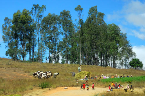 Madagascar - Pays Betsileo