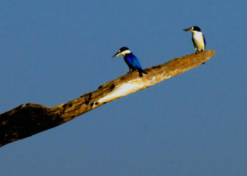 Australie - Kakadu - Martins pêcheurs poucet