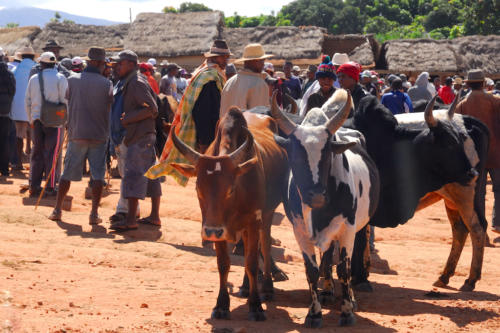 Madagascar - Ambalavao, marché aux Zébus d'Ambalavao