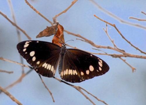 Australie - Kakadu - Butterfly