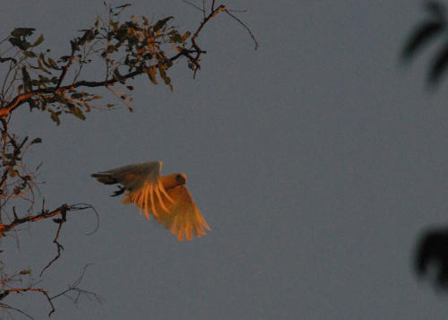 Australie - Kakadu - Perroquet blanc au coucher du soleil